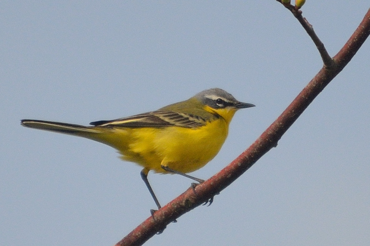 Schmetterlinge - Fotografie von Siegfried Kaul